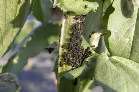 Attēlu rezultāti vaicājumam “Aphis fabae”