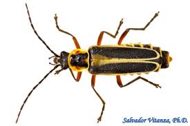 Attēlu rezultāti vaicājumam “Cantharidae”