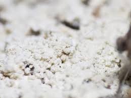 Attēlu rezultāti vaicājumam “Lepraria”