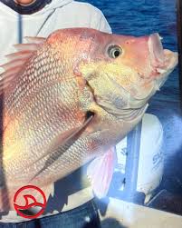 Image result for Chrysoblephus cristiceps