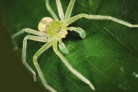 Attēlu rezultāti vaicājumam “Sparassidae”