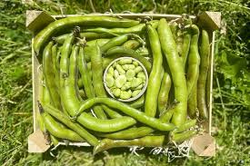 Image result for Dicke Bohnen