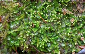 Attēlu rezultāti vaicājumam “Odontoschisma denudatum”