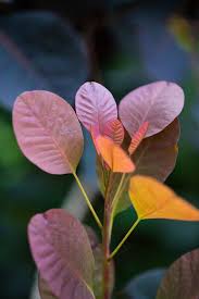 Attēlu rezultāti vaicājumam “Cotinus coggygria leaf”