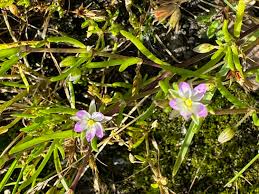 Attēlu rezultāti vaicājumam “Spergularia marina bud”