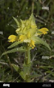 Attēlu rezultāti vaicājumam “Rhinanthus serotinus leaf”