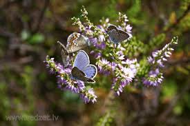 Attēlu rezultāti vaicājumam “Plebejus argus”
