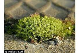 Attēlu rezultāti vaicājumam “Barbula unguiculata macro”