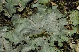 Attēlu rezultāti vaicājumam “Cetrelia sp.”