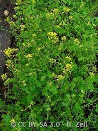 Attēlu rezultāti vaicājumam “Sinapis alba leaf”