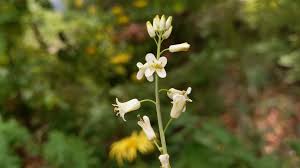 Attēlu rezultāti vaicājumam “Arabis glabra flower”