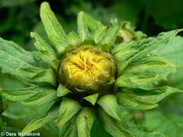 Attēlu rezultāti vaicājumam “Telekia speciosa bud”