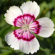 Attēlu rezultāti vaicājumam “Dianthus deltoides flower”