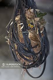 Attēlu rezultāti vaicājumam “Troglodytes troglodytes nest”