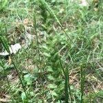 Attēlu rezultāti vaicājumam “Cynosurus cristatus fruit”