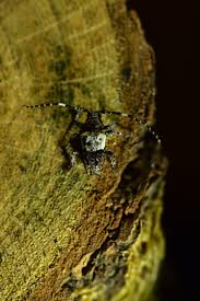 Attēlu rezultāti vaicājumam “Pogonocherus hispidulus”