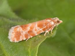 Attēlu rezultāti vaicājumam “Rhyacionia pinicolana”