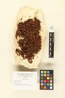 Image result for Alonsoa linearis