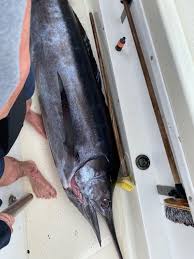 Image result for Istiompax indica