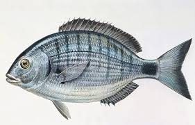 Image result for Diplodus