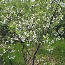 Attēlu rezultāti vaicājumam “Cerasus flower”