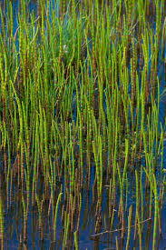 Attēlu rezultāti vaicājumam “Equisetum fluviatile”