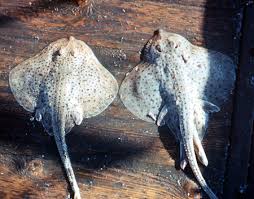 Image result for Leucoraja ocellata