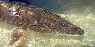 Image result for Acipenser oxyrinchus