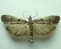 Attēlu rezultāti vaicājumam “Zophodia grossulariella”