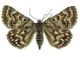 Attēlu rezultāti vaicājumam “Callistege mi”