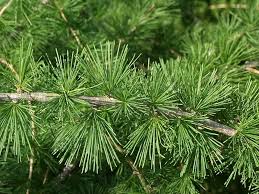 Attēlu rezultāti vaicājumam “Larix kaempferi leaf”