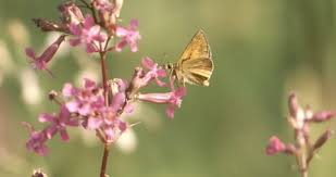 Attēlu rezultāti vaicājumam “Ochlodes sylvanus female”