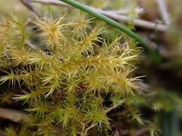 Attēlu rezultāti vaicājumam “Campylium stellatum”