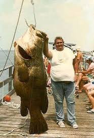 Image result for Epinephelus itajara