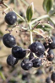 Attēlu rezultāti vaicājumam “Galium rivale fruit”