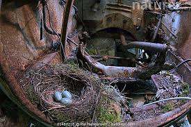 Attēlu rezultāti vaicājumam “Turdus merula eggs”