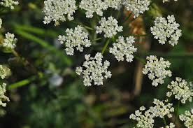 Attēlu rezultāti vaicājumam “Pimpinella saxifraga”