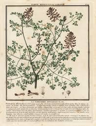 Image result for Fumaria officinalis