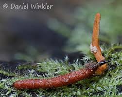 Attēlu rezultāti vaicājumam “Cordyceps polyarthra”