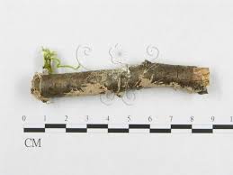 Attēlu rezultāti vaicājumam “Steccherinum fimbriatum”