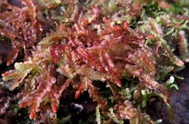 Attēlu rezultāti vaicājumam “Jamesoniella autumnalis sporophyte”