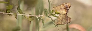 Attēlu rezultāti vaicājumam “Pararge aegeria underside”