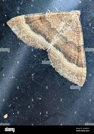 Attēlu rezultāti vaicājumam “Larentia clavaria”