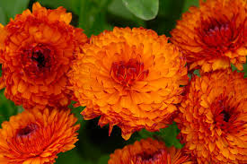 Image result for Calendula officinalis