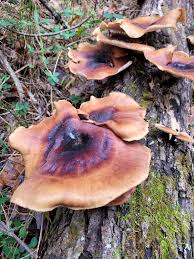 Attēlu rezultāti vaicājumam “Polyporus badius”