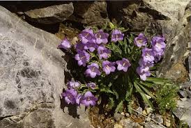 Image result for Campanula affinis