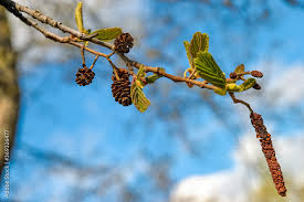 Attēlu rezultāti vaicājumam “Alnus glutinosa bud”