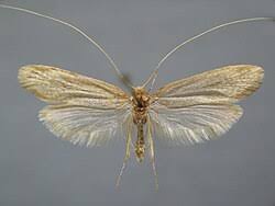 Attēlu rezultāti vaicājumam “Nematopogon sp.”