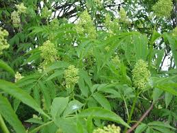 Attēlu rezultāti vaicājumam “Sambucus racemosa leaf”