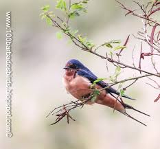 Attēlu rezultāti vaicājumam “Hirundo rustica adult”